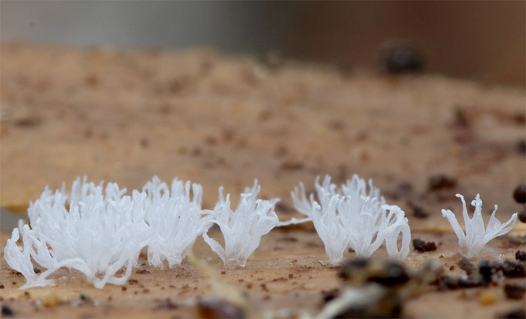 Cribraria argillacea